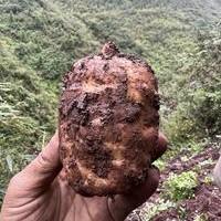 云南 生态 乌天麻 商品图0