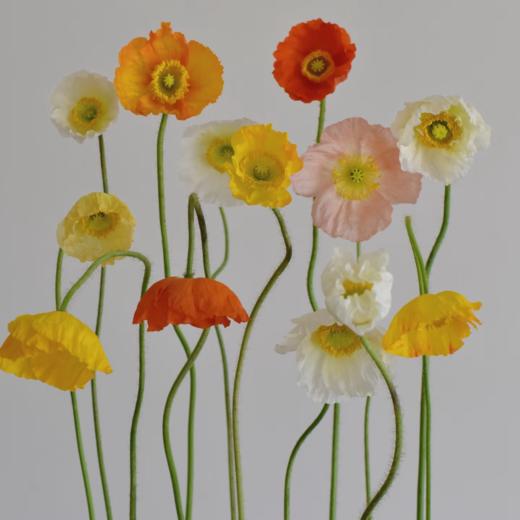 冰岛虞美人丨8-10支丨单拍不发 商品图1