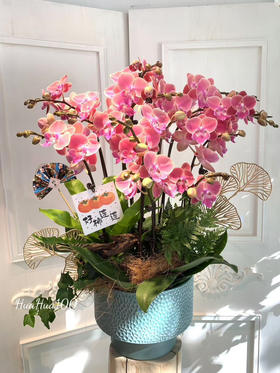 幸运好礼丨蝴蝶兰 or 冬青盆栽（含盆器+市中心免费配送）