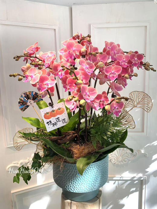 幸运好礼丨蝴蝶兰 or 冬青盆栽（含盆器+市中心免费配送） 商品图0