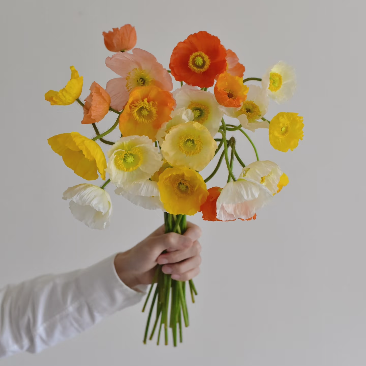 冰岛虞美人丨8-10支丨单拍不发