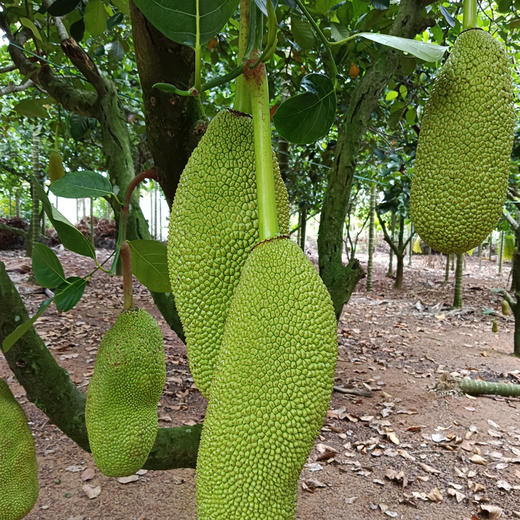 菠萝蜜冻干水果脆片即食办公室零食海南特产休闲食品 商品图3