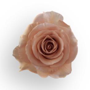 单头玫瑰 | 莫泊 商品图0