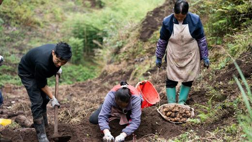 壹禾林下仿野生原生态新鲜乌天麻 商品图1