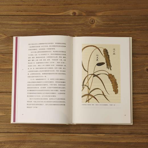 中国食物系列第三本：粮食史话，“植物学博士”史军新作，以食物联结科学、历史与文化，漫谈中国食物发展史 科普图书-分销 商品图3