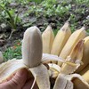 云南 原生态 芭蕉 商品缩略图1