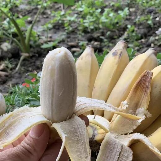 云南 原生态 芭蕉 商品图1