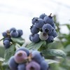 【抚仙湖蓝莓】用全国水质好的抚仙湖水灌溉的，长出的蓝莓水灵饱满，汁多肉甜，果皮厚厚，其中的花青素和维生素含量超高，爱护眼睛就多吃蓝莓！！ 商品缩略图5