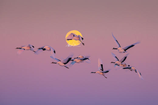 东北·冰雪奇缘8天——俄罗斯庄园、丹顶鹤、查干湖冬捕、东北虎园、雾淞岛、松岭雪村、朝阳天鹅摄影团 商品图2