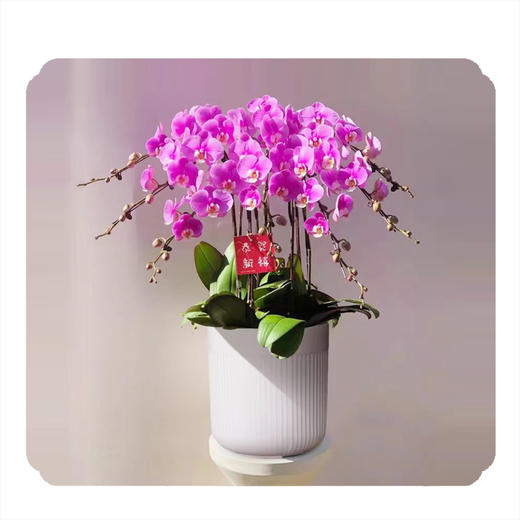 幸福飞来——蝴蝶兰（倾城） 商品图0