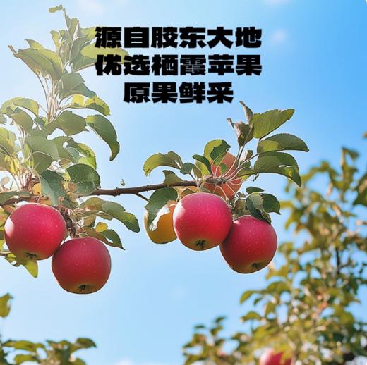 小鹿蓝蓝_高膳食纤维冻干苹果片/原味/10g 商品图1