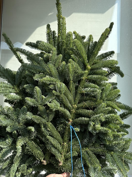 荷兰花材-【诺贝松】松枝5KG/捆*单独发货 商品图2