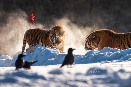 东北·冰雪奇缘8天——俄罗斯庄园、丹顶鹤、查干湖冬捕、东北虎园、雾淞岛、松岭雪村、朝阳天鹅摄影团 商品图3
