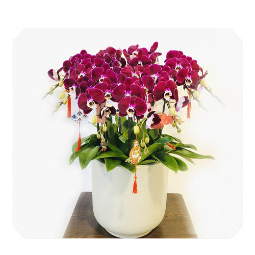 蝴蝶兰——魅影 商品图0