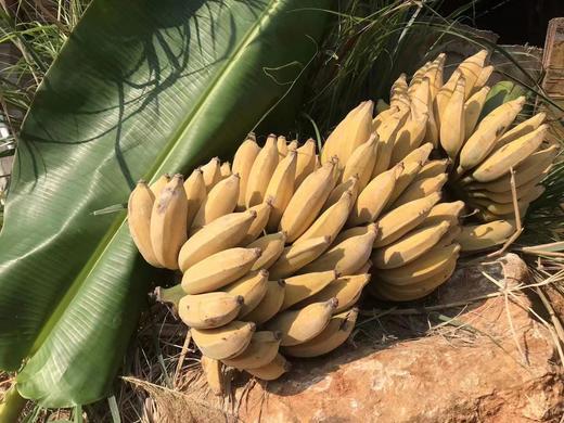 云南 原生态 芭蕉 商品图3