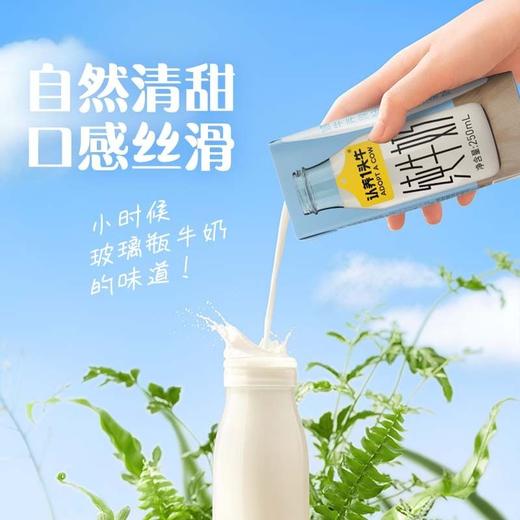 C认养一头牛250ml*12纯牛奶 商品图1