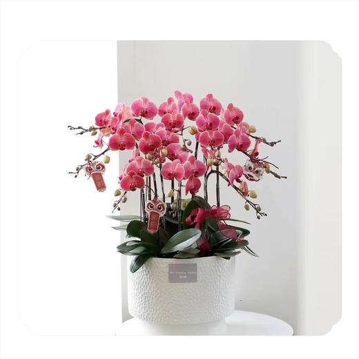 蝴蝶兰——欣欣向荣 商品图0