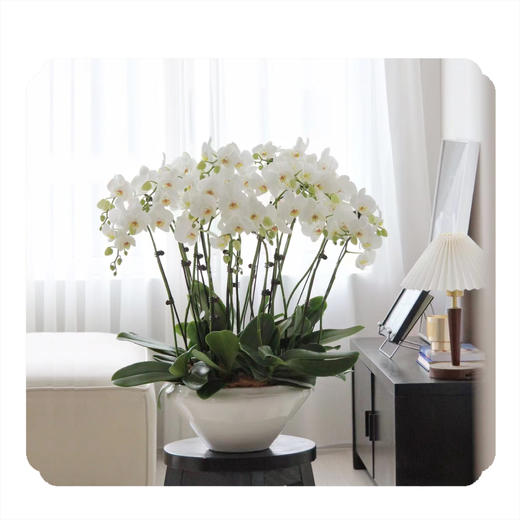 蝴蝶兰——白蝴蝶兰爱玛 商品图0