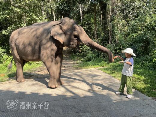 26年西双版纳【定制亲子冬令营】适合5-65周岁的亲子家庭参加~ 商品图1