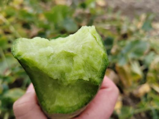 青萝卜（6斤装） 商品图4