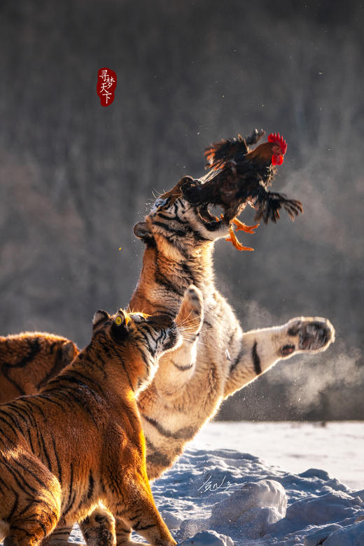 东北·冰雪奇缘8天——俄罗斯庄园、丹顶鹤、查干湖冬捕、东北虎园、雾淞岛、松岭雪村、朝阳天鹅摄影团 商品图5