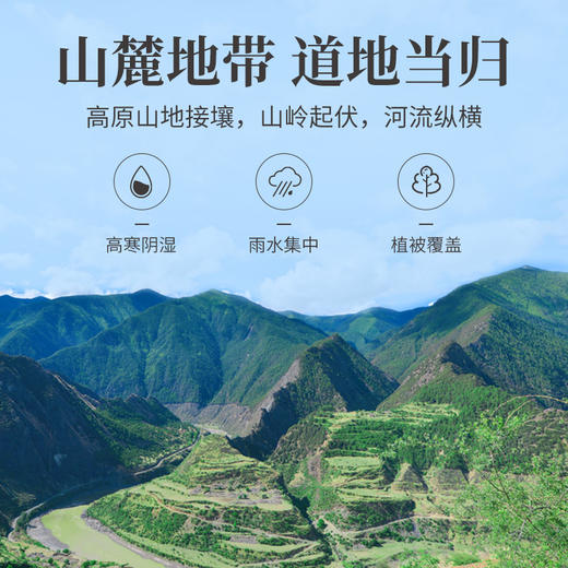 方家铺子 当归100g/瓶装 商品图6