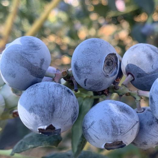 【抚仙湖蓝莓】用全国水质好的抚仙湖水灌溉的，长出的蓝莓水灵饱满，汁多肉甜，果皮厚厚，其中的花青素和维生素含量超高，爱护眼睛就多吃蓝莓！！ 商品图1
