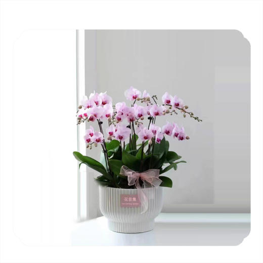 蝴蝶兰——杭州姑娘 商品图0