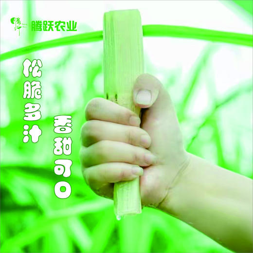 正宗瑞安陶山甘蔗 青皮果蔗 皮薄肉脆 汁水多 净重五斤/箱 现摘先发 顺丰包邮偏远地区不发 商品图2