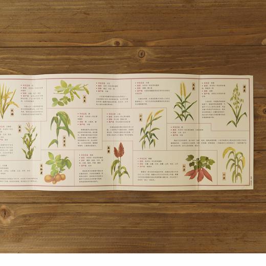 中国食物系列第三本：粮食史话，“植物学博士”史军新作，以食物联结科学、历史与文化，漫谈中国食物发展史 科普图书-分销 商品图6