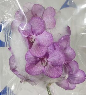 胡姬 | 粉红女王【有色差，介意慎拍】