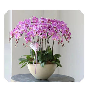 蝴蝶兰——藏宝图