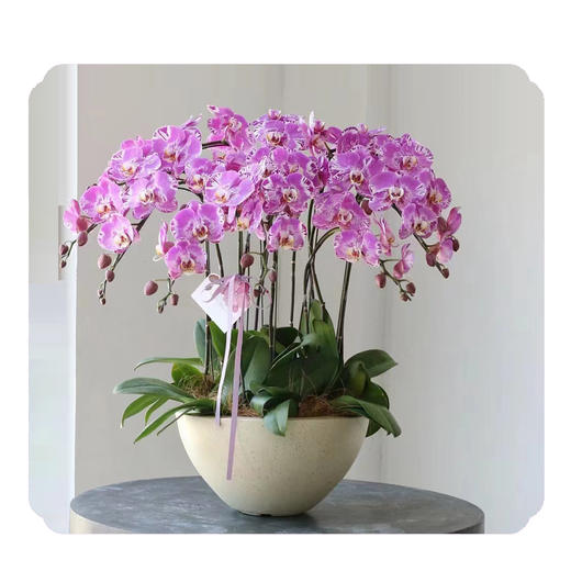 蝴蝶兰——藏宝图 商品图0