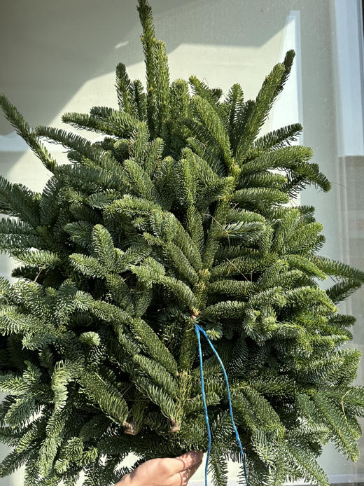 荷兰花材-【诺贝松】松枝5KG/捆*单独发货 商品图0