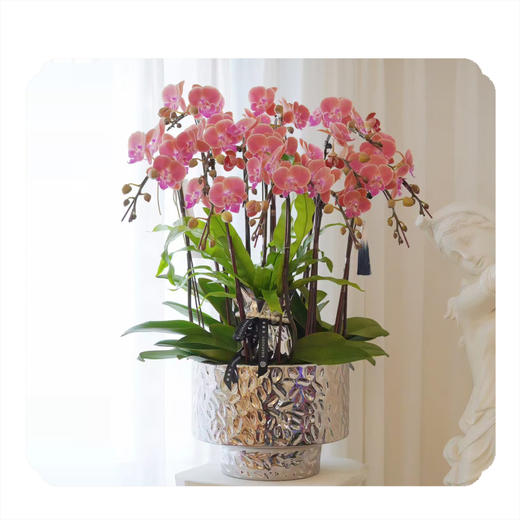 蝴蝶兰——唯美 商品图0