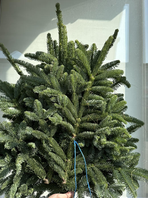 荷兰花材-【诺贝松】松枝5KG/捆*单独发货 商品图1