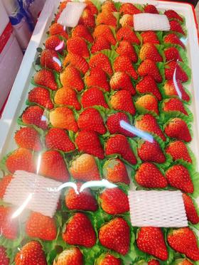 红胶带大板草莓一箱