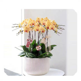 蝴蝶兰——前程似锦