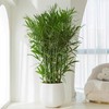 甄选绿植——夏威夷竹子 商品缩略图0