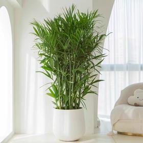 甄选绿植——夏威夷竹子