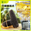 整根内含7根-有机黑糯玉米  A-3690 （效期至26年7-10） 商品缩略图3