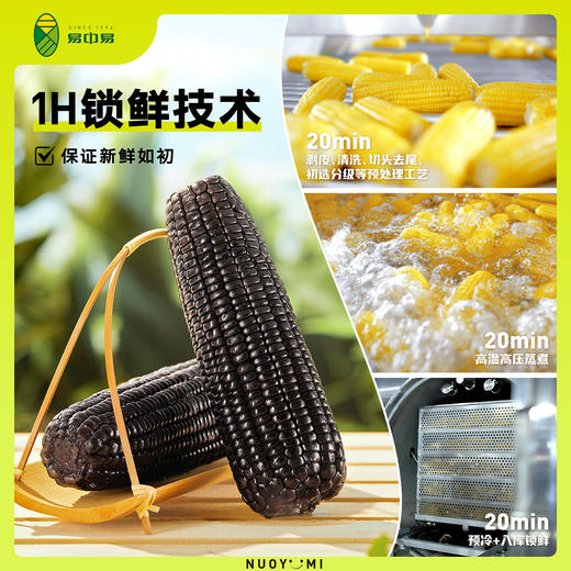 整根内含7根-有机黑糯玉米  A-3690 （效期至26年7-10） 商品图3