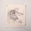 罗玉鑫国画33x33CM《六合之六·亥寅（虎）》一1平尺手绘纸本工笔国画作品[原作编号GH0388] 商品缩略图2
