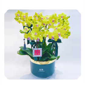 蝴蝶兰——甜格格