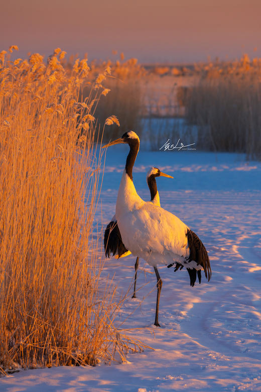东北·冰雪奇缘8天——俄罗斯庄园、丹顶鹤、查干湖冬捕、东北虎园、雾淞岛、松岭雪村、朝阳天鹅摄影团 商品图1