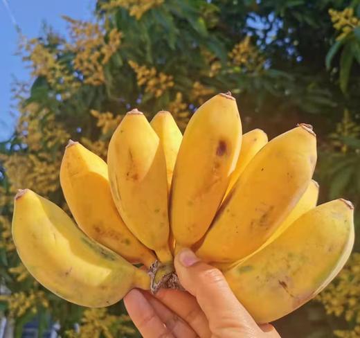 云南 原生态 芭蕉 商品图2