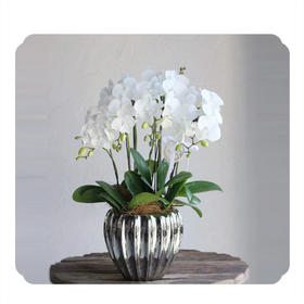 蝴蝶兰——白天鹅商务款