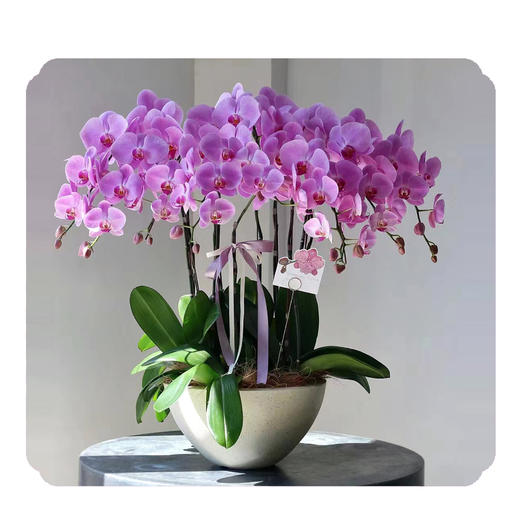 蝴蝶兰——安娜 商品图0
