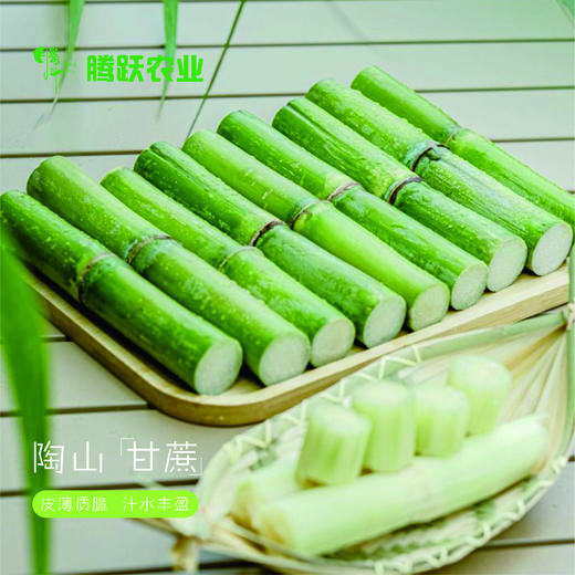 正宗瑞安陶山甘蔗 青皮果蔗 皮薄肉脆 汁水多 净重五斤/箱 现摘先发 顺丰包邮偏远地区不发 商品图1
