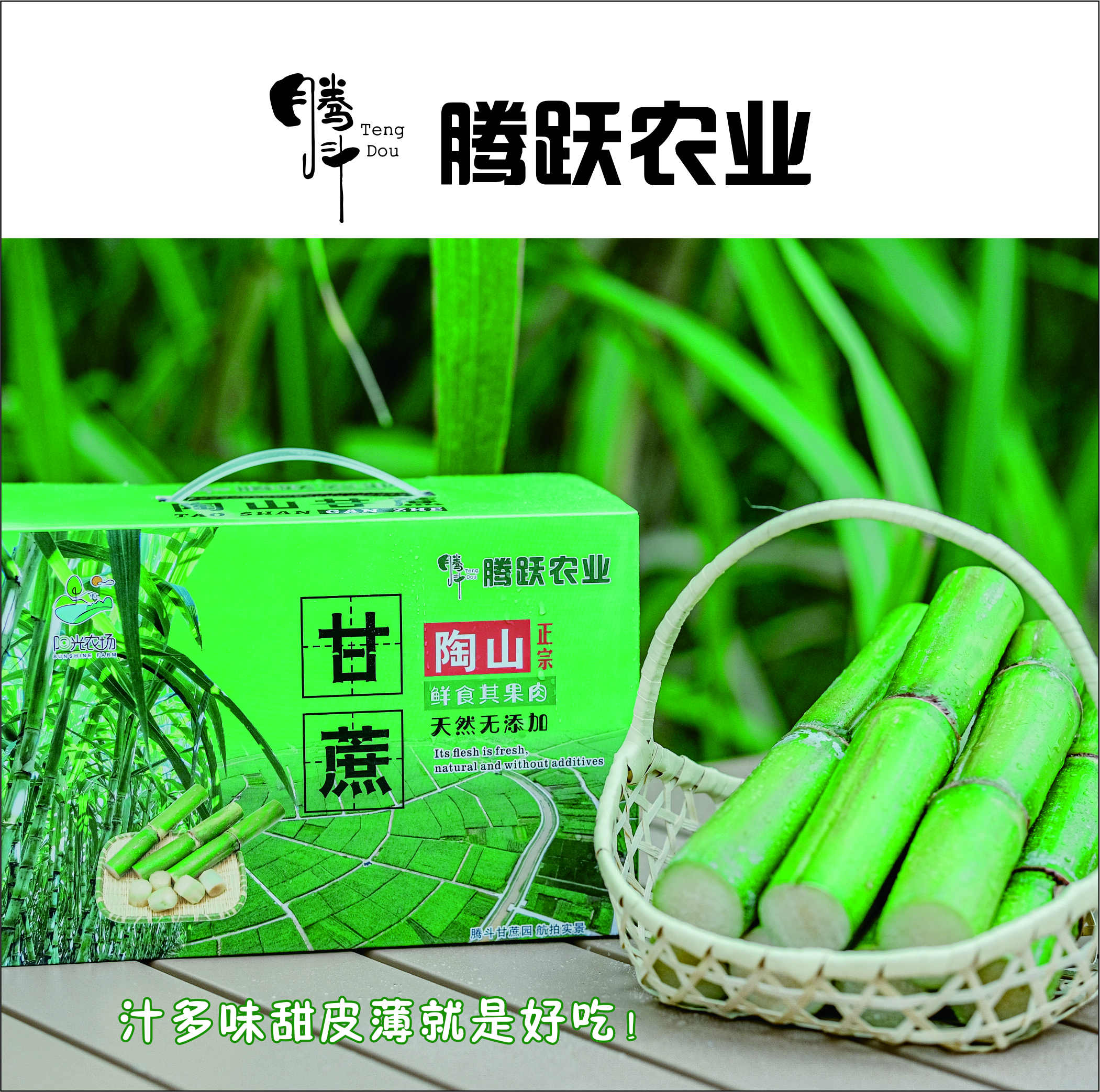 正宗瑞安陶山甘蔗 青皮果蔗 皮薄肉脆 汁水多 净重五斤/箱 现摘先发 顺丰包邮偏远地区不发